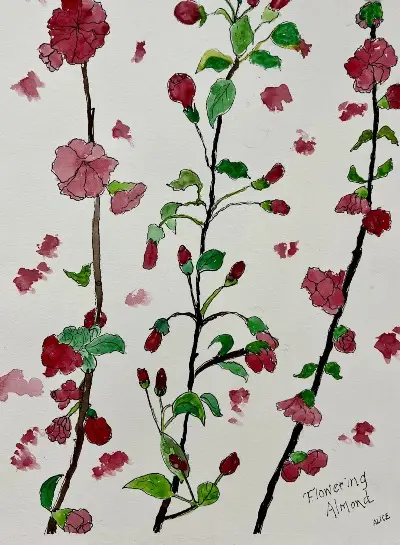flowering almond watercolor, links to more information